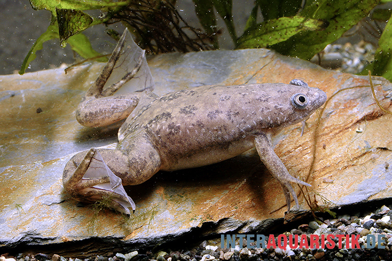 Großer Krallenfrosch, Xenopus muelleri