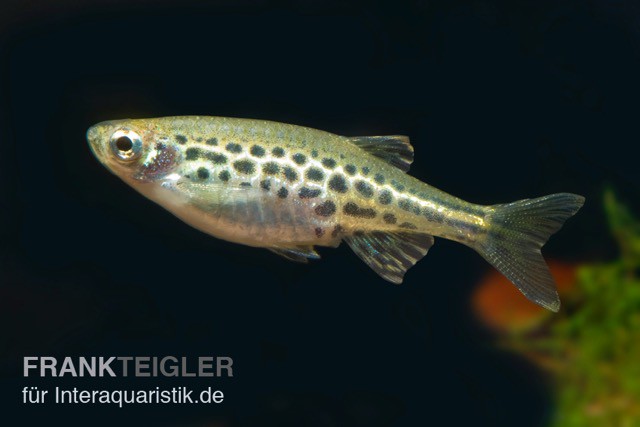 Zwergleopardbärbling, Danio tinwini (Minifisch)