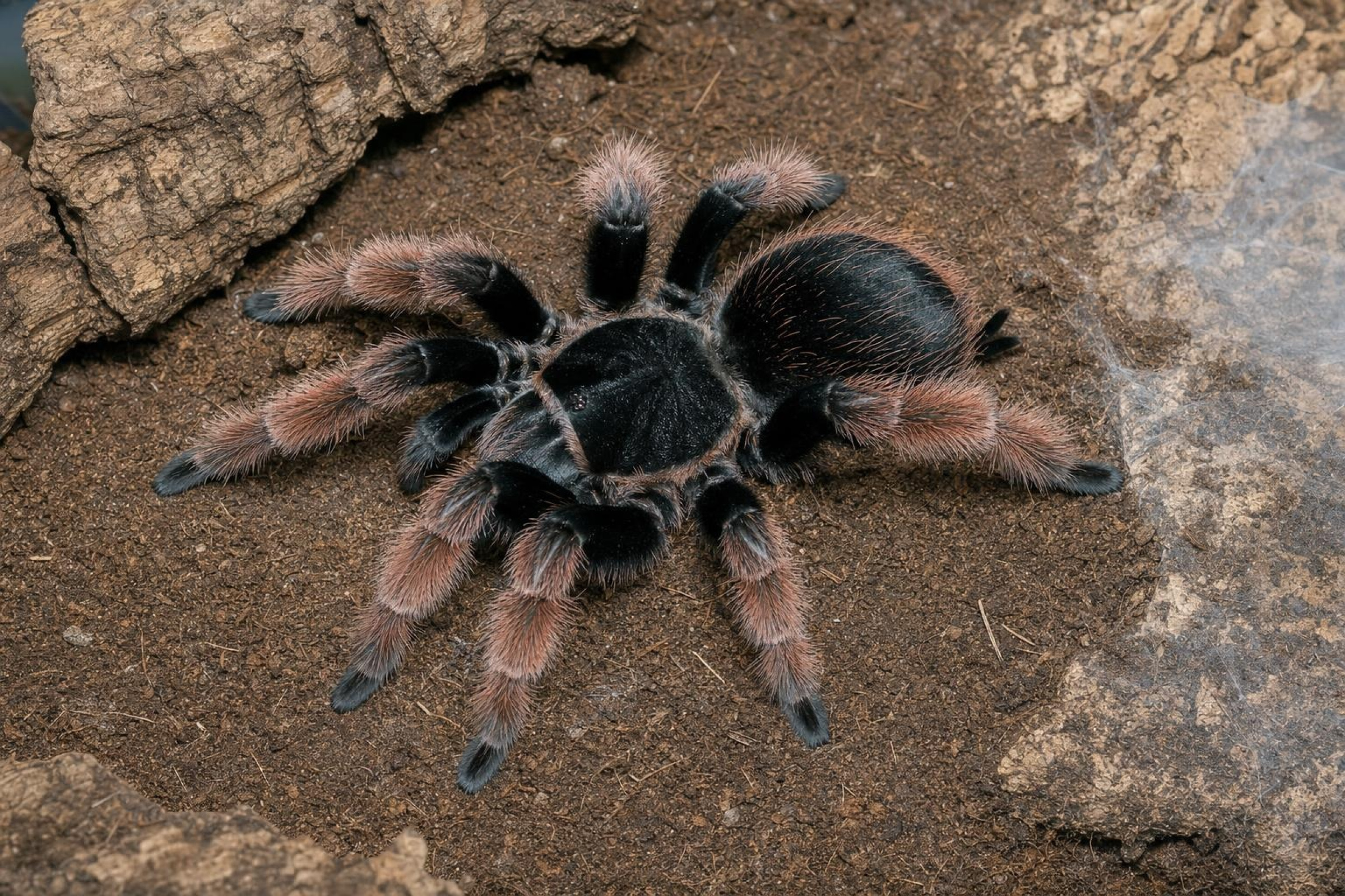 Mexikanische Orangebein-Vogelspinne, Brachypelma klaasi
