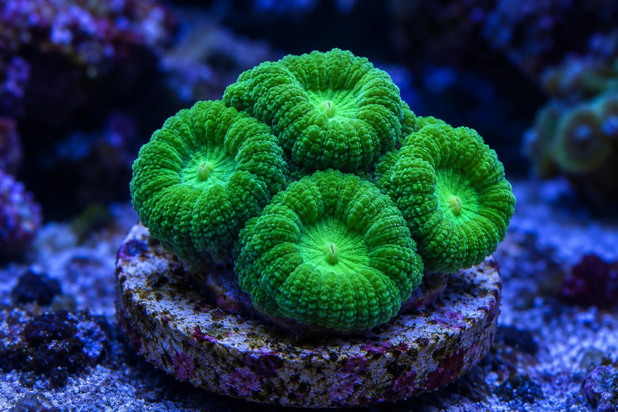 Micromussa-Hirnkoralle „Super Green“ (Nachzucht), Micromussa lordhowensis, Größe S–M