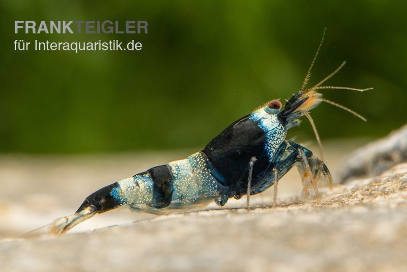 Blue Panda Garnele, Caridina spec. Blue Panda (Taiwan Bee)