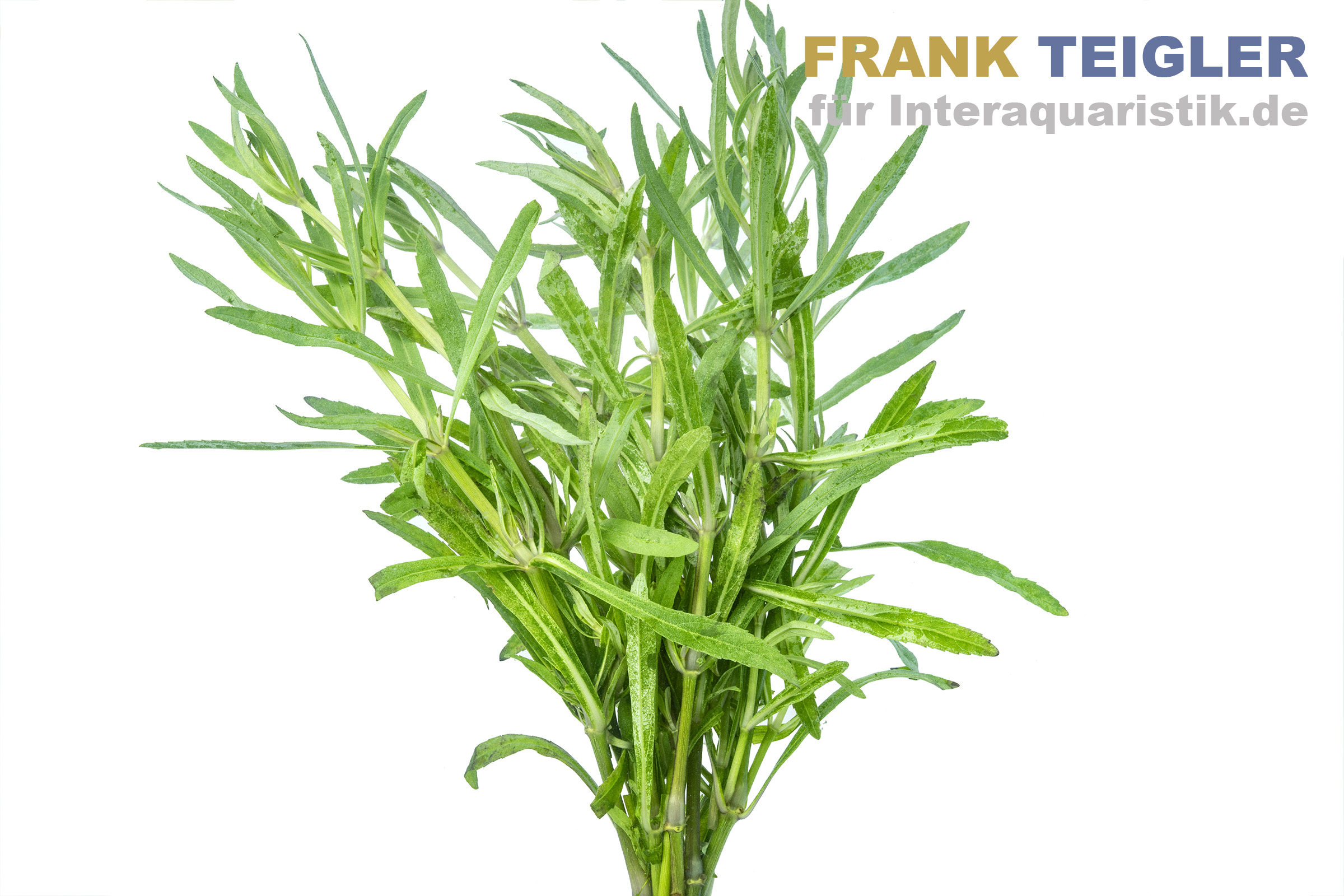 Sternrotala, Eusteralis stellata/Pogostemon stellata, Bund