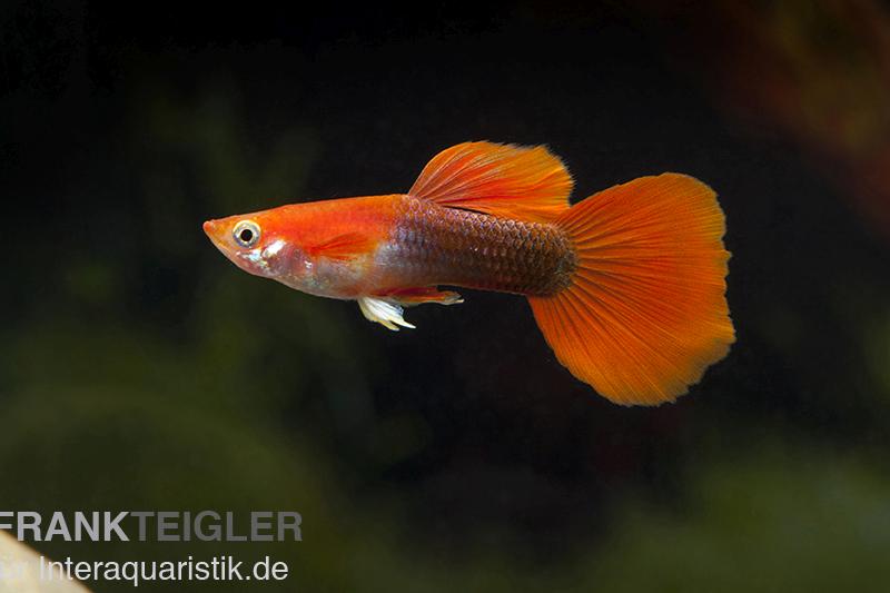 Guppy blond-rot Tuxedo, Poecilia reticulata, Guppy Männchen