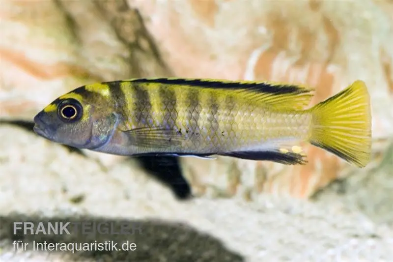 Flavus Maulbrüter, Pseudotropheus (elongatus) flavus, 3-4 cm