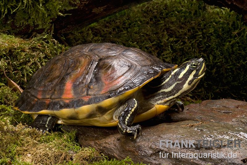 Florida-Rotbauch-Schmuckschildkröte, Pseudemys nelsoni FZ