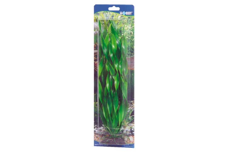 Hobby Vallisneria, 20 cm