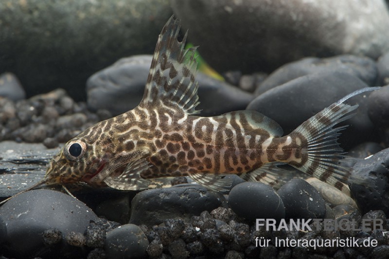 Schmuckflossen-Fiederbartwels, Synodontis eupterus