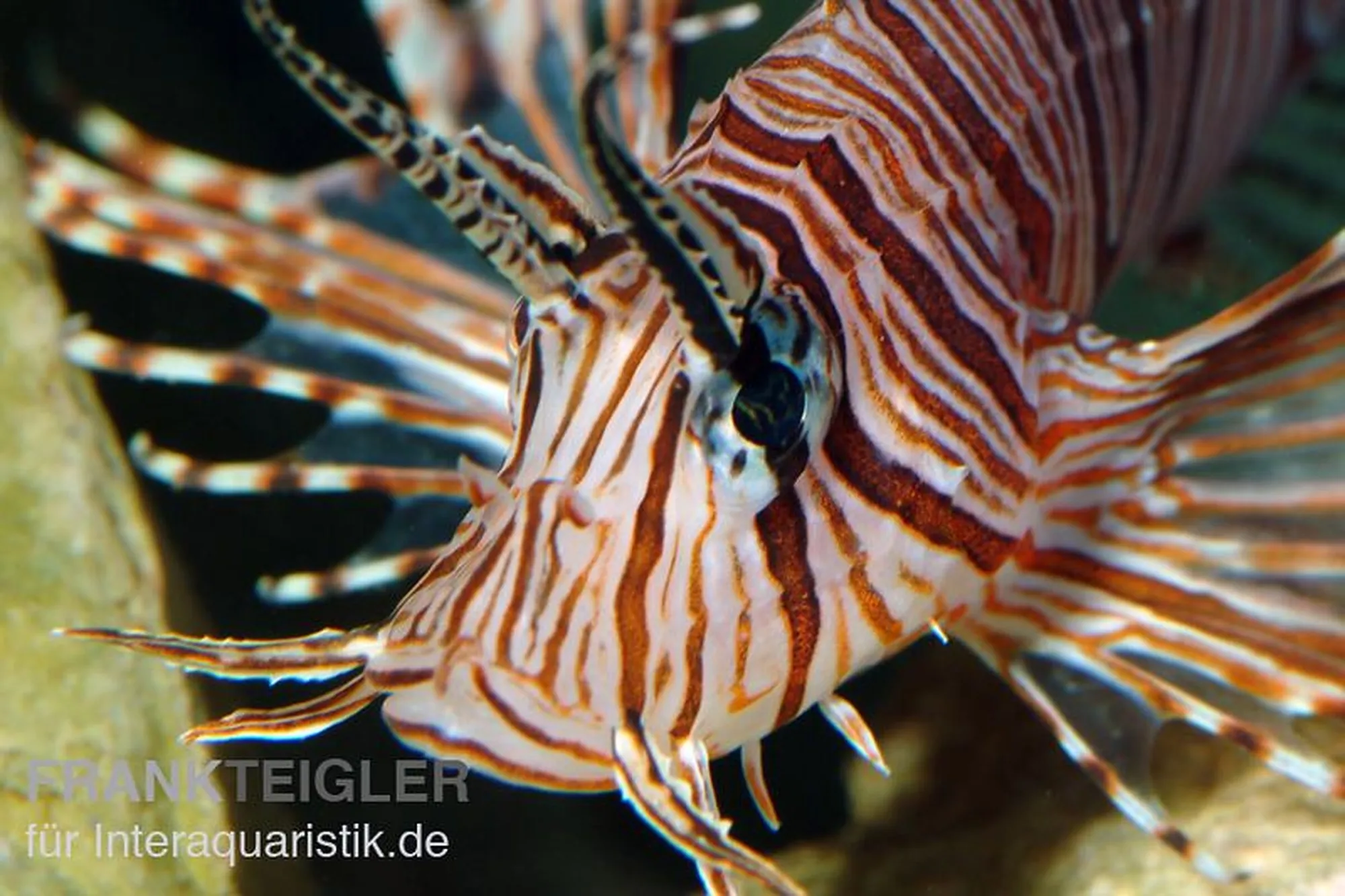 Antennen-Feuerfisch, Pterois antennata