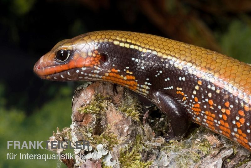 Feuerskink, Riopa fernandi