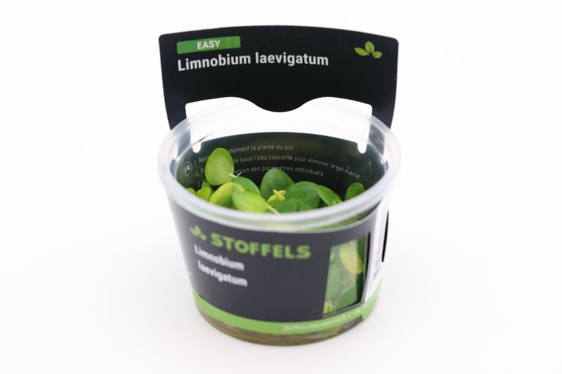 Kleiner Froschbiss, Limnobium laevigatum, 2 Stück lose Pflanzen