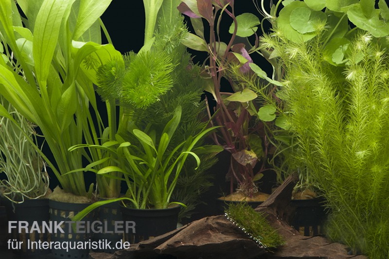 Aquarienpflanzen-Sortiment "Amazonas" für 80 cm Aquarium, Aquarienpflanzen-Set