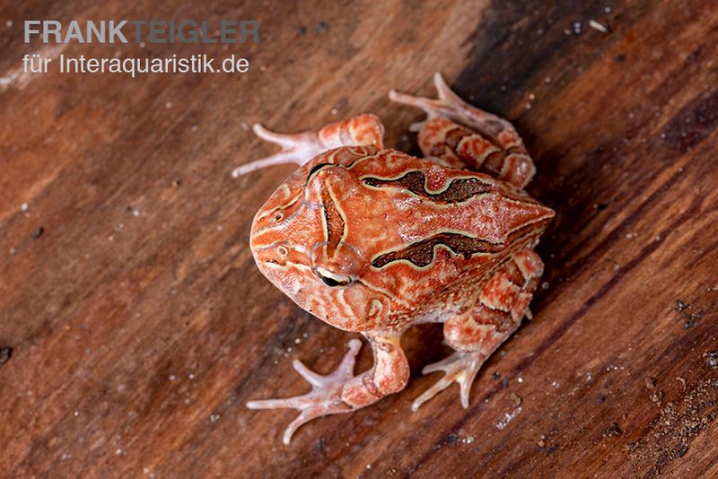 Fantasy Pacman Frog rot, Ceratophrys cornuta x Ceratophrys cranwelli