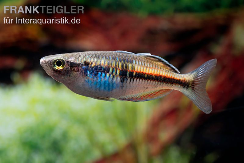 Boesemans Regenbogenfisch rot, Melanotaenia boesemani RED, DNZ