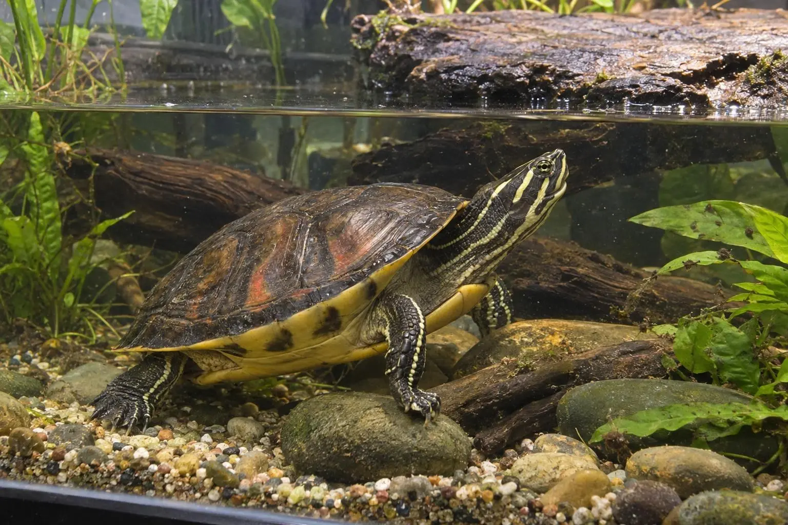 Gut angekommen: Neue Terrarien- und Aquaterrarientiere in Biedenkopf