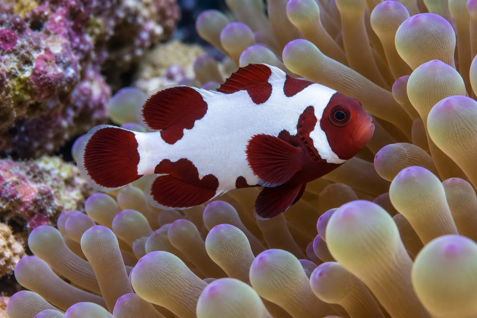 Samtanemonenfisch „Thunder“ Nachzucht, Premnas biaculeatus