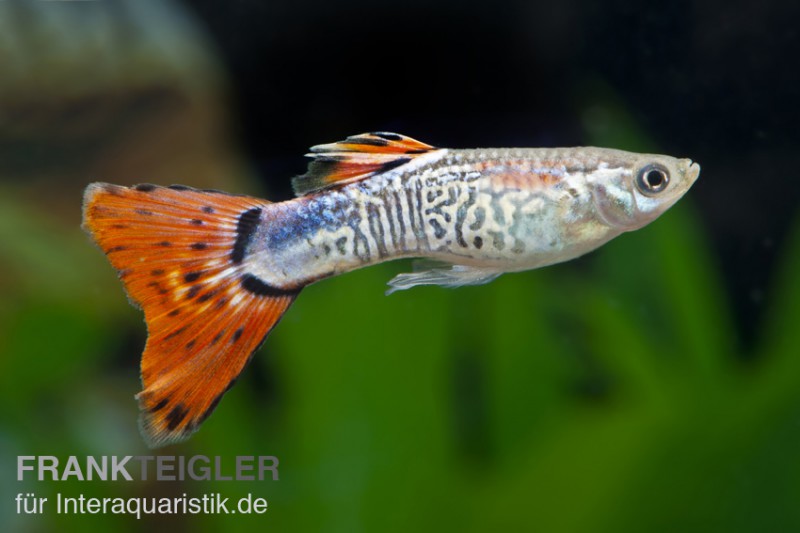 Guppy Cobra rot, Poecilia reticulata, Männchen