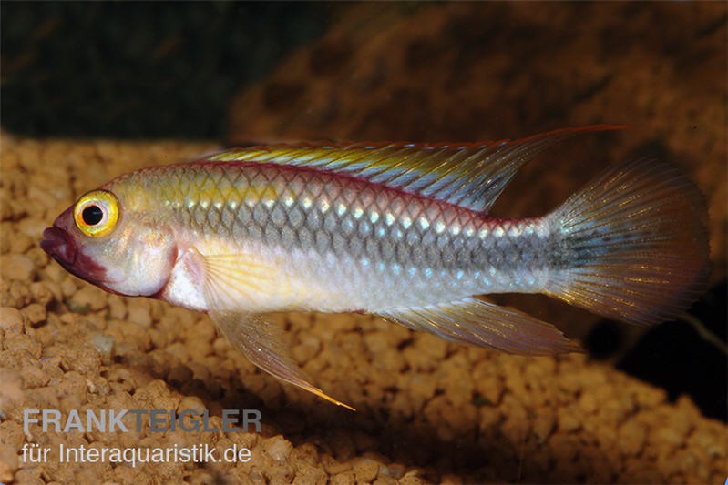 Wilhelmi Zwergbuntbarsch, Apistogramma sp. wilhelmi