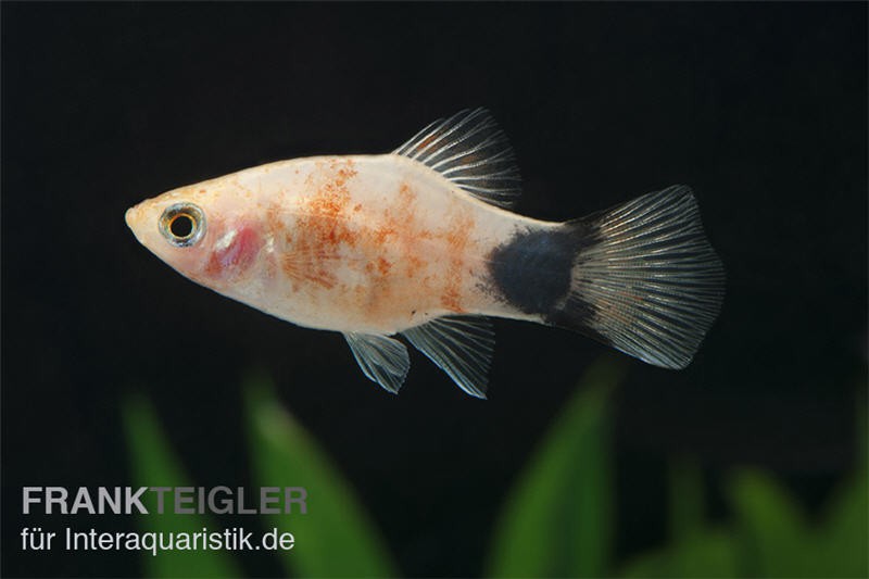 Bleeding Heart Mickey Mouse Platy, Xiphophorus maculatus