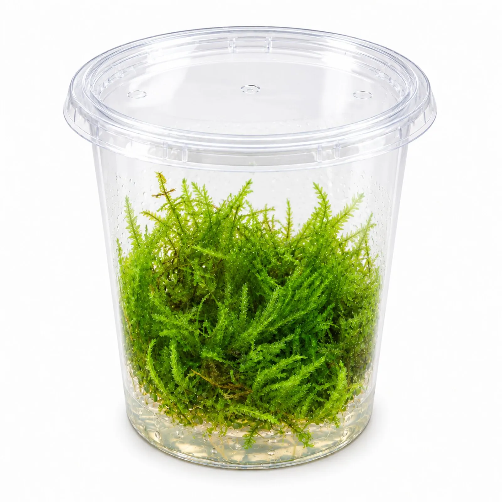 Spiky-Moos, Taxiphyllum spiky, im 250 ml Becher