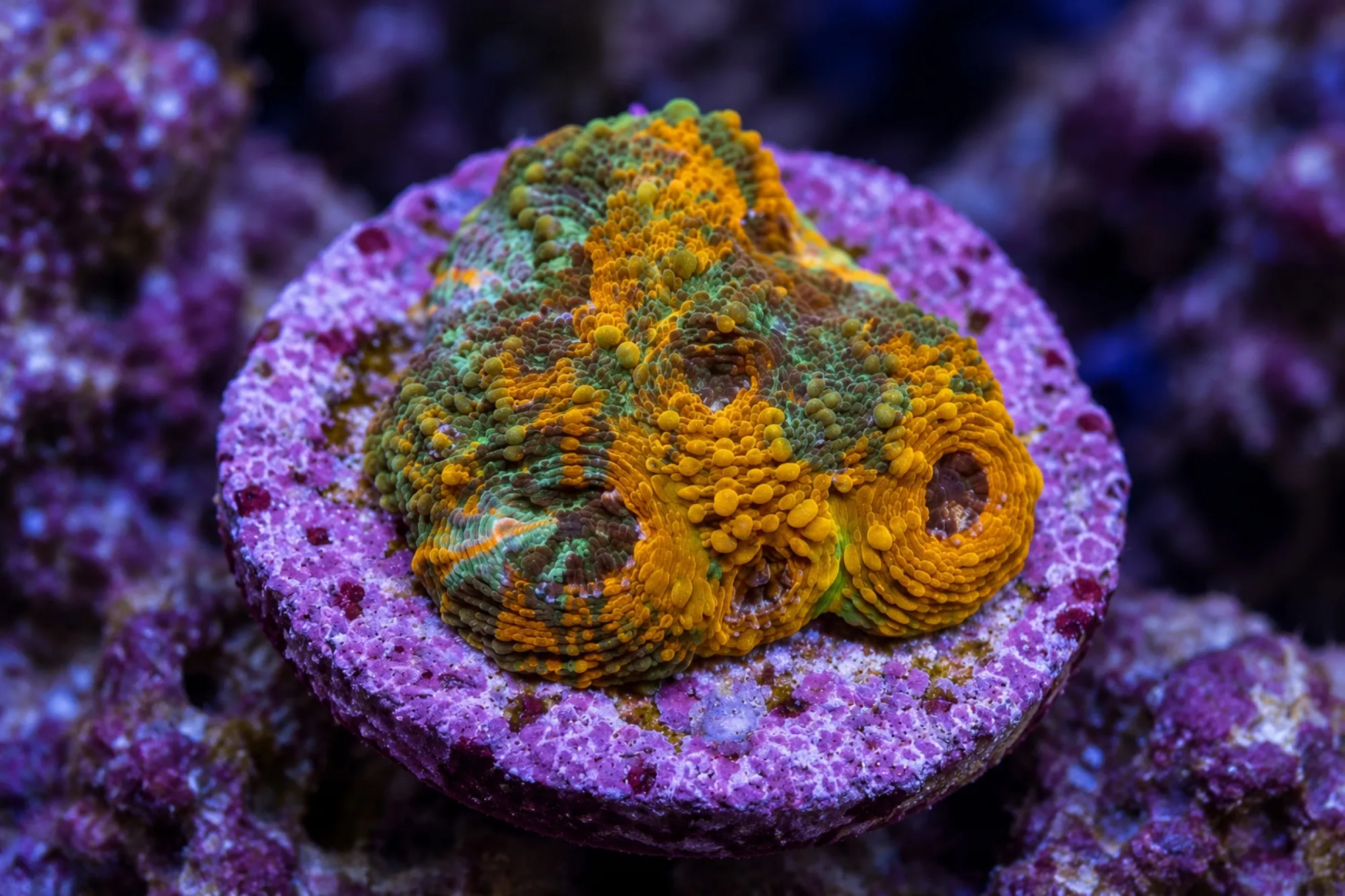 Hirnkoralle „Rainbow“ (Nachzucht), Acanthastrea echinata, Größe S–M