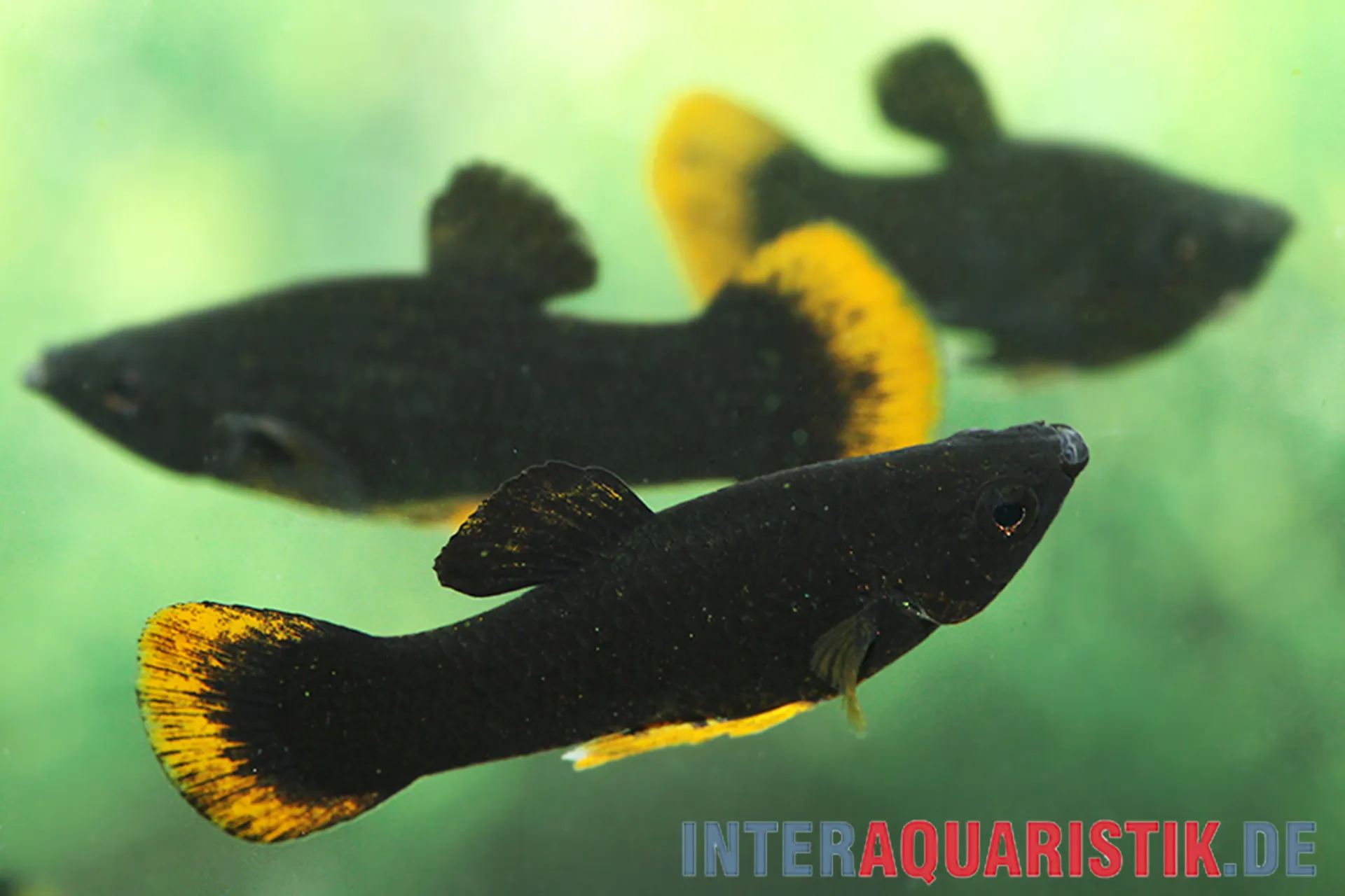 Nahaufnahme mehrerer schwarzer Molly-Aquarienfische (Poecilia) mit markanten gelben Saum an Schwanzflossen vor grünem Hintergrund