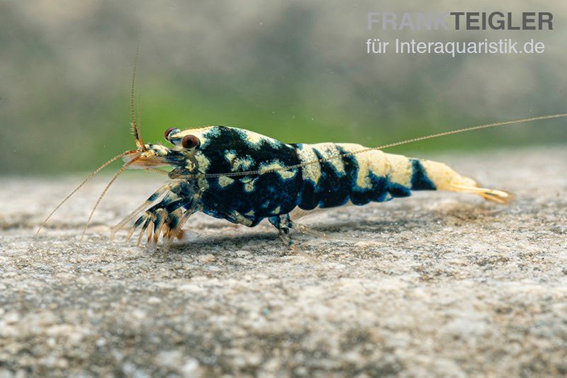 Black Galaxy Garnele Mix, Caridina spec. "Black Galaxy"