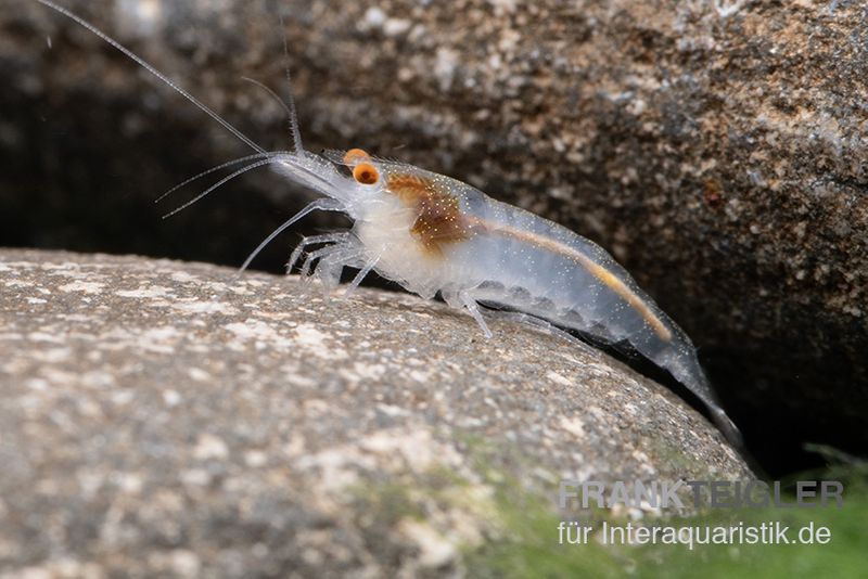 Weisse Zebragarnele, Neocaridina babaulti White Zebra