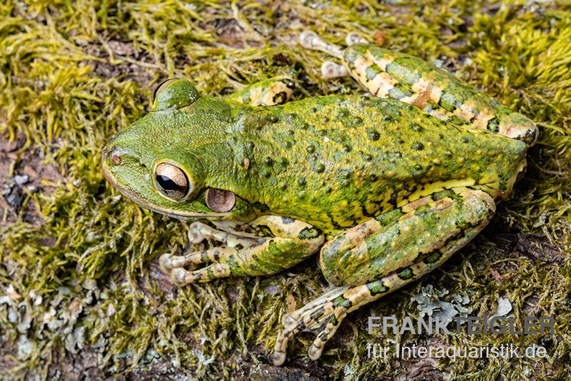 Kuba-Laubfrosch, Osteopilus septentrionalis