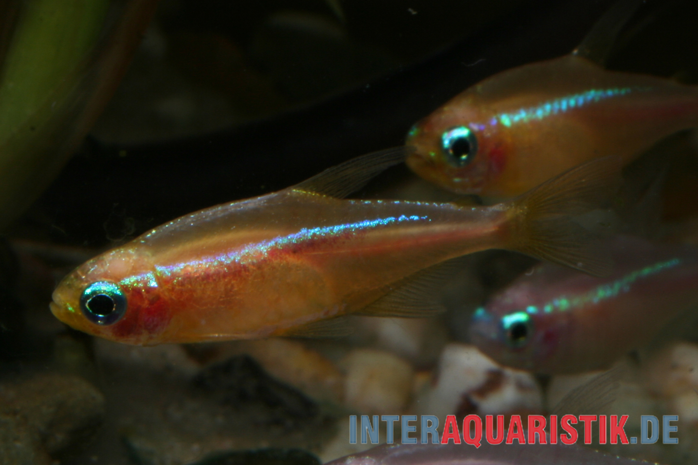 Nahaufnahme von blau-rotem Neonsalmler im Aquarium