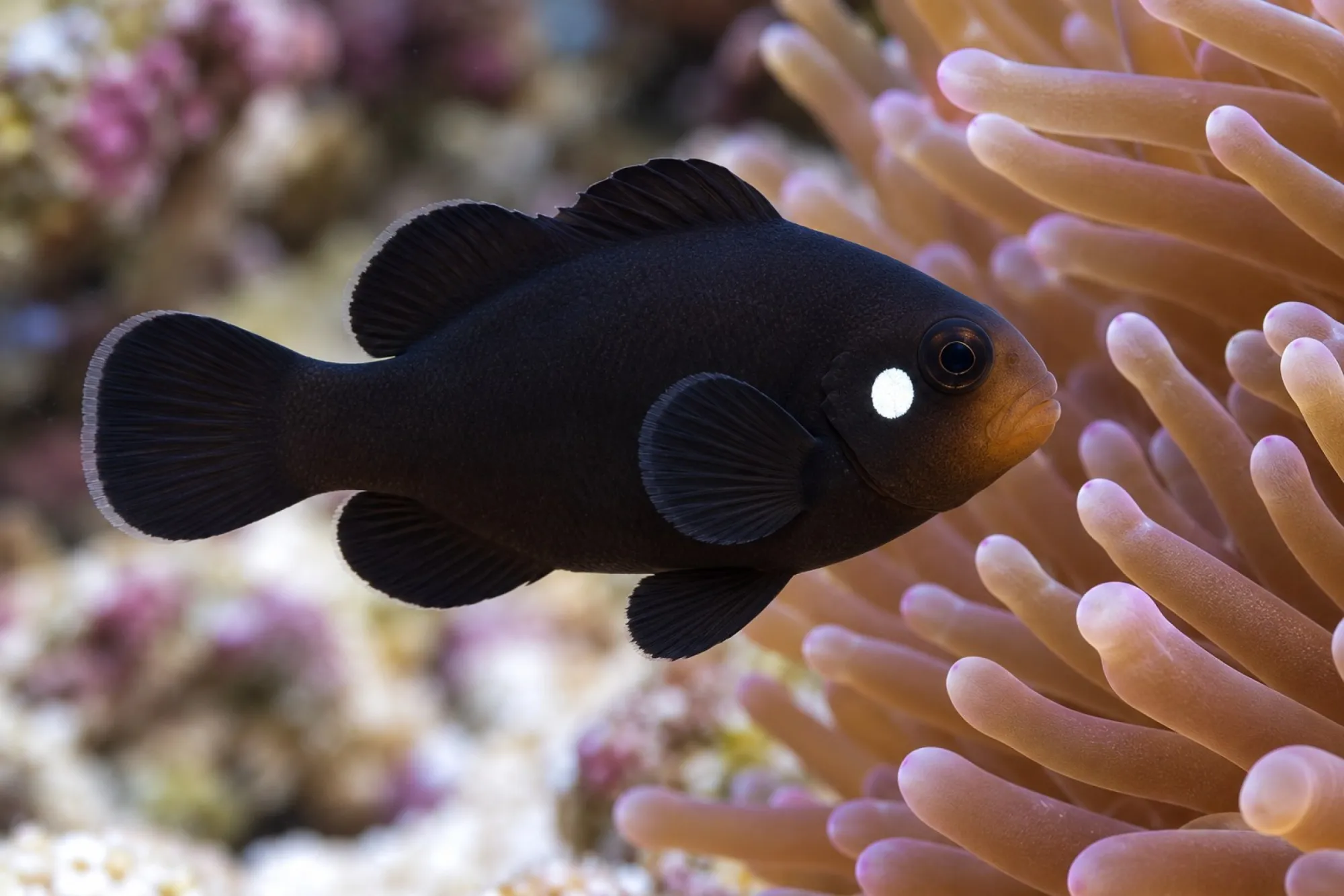 Ocellaris-Clownfisch „Single Dot Domino“ Nachzucht, Amphiprion ocellaris