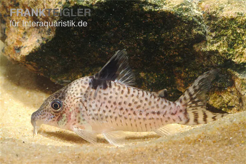 Glänzender Leopardpanzerwels, Corydoras ambiacus, 4-5 cm