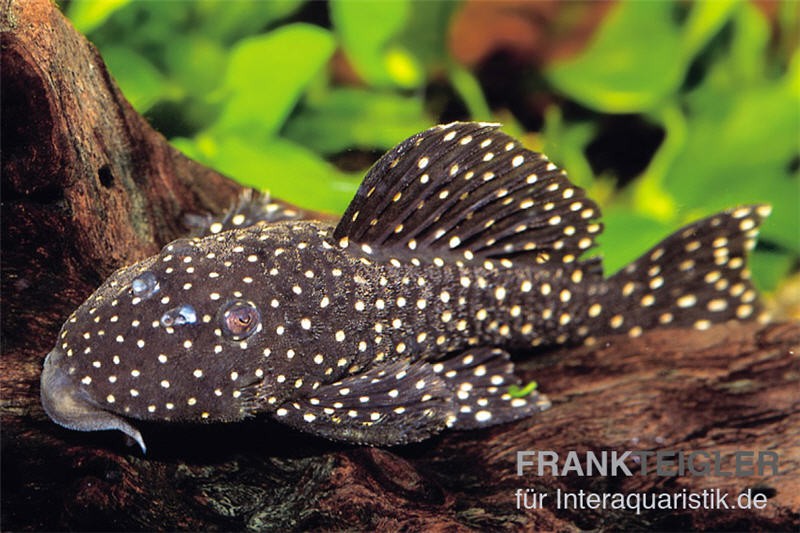 Parancistrus sp. Peppermint, L030, 5-7 cm