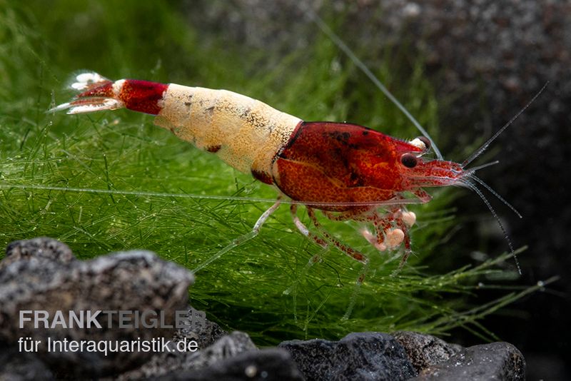 Red Pinto Garnele Mix, Caridina spec. Red Pinto Taiwan