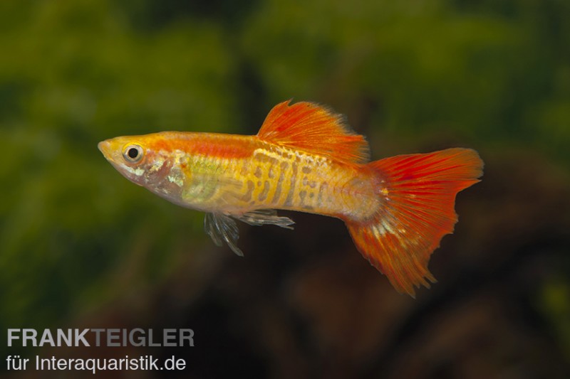 Guppy Cobra blond, Poecilia reticulata, Männchen