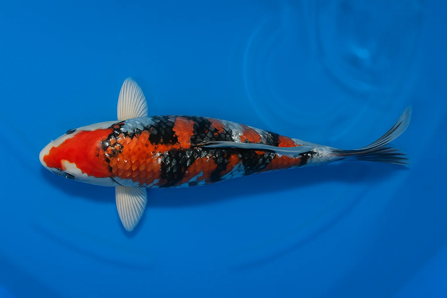 Japan Koi Aoki HQ Tosai Beni Kikokuryu, Cyprinus carpio, 10-12 cm