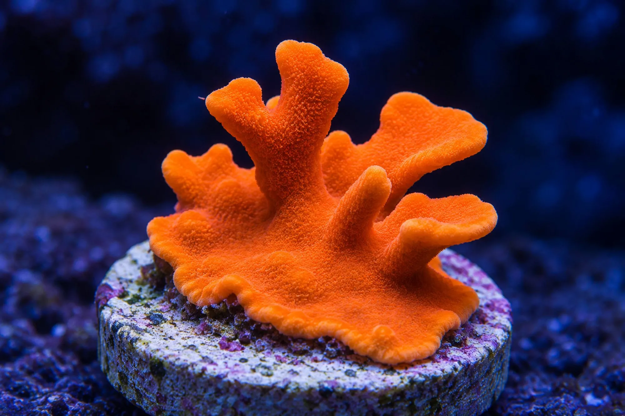 Montipora-Steinkoralle „Neonorange“ (Nachzucht), Montipora setosa, Größe S–M