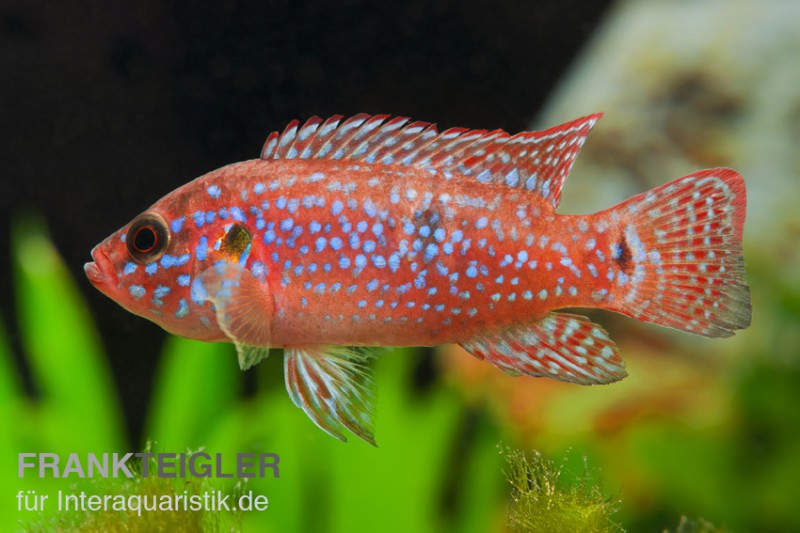 Juwelenbuntbarsch, Hemichromis lifalili