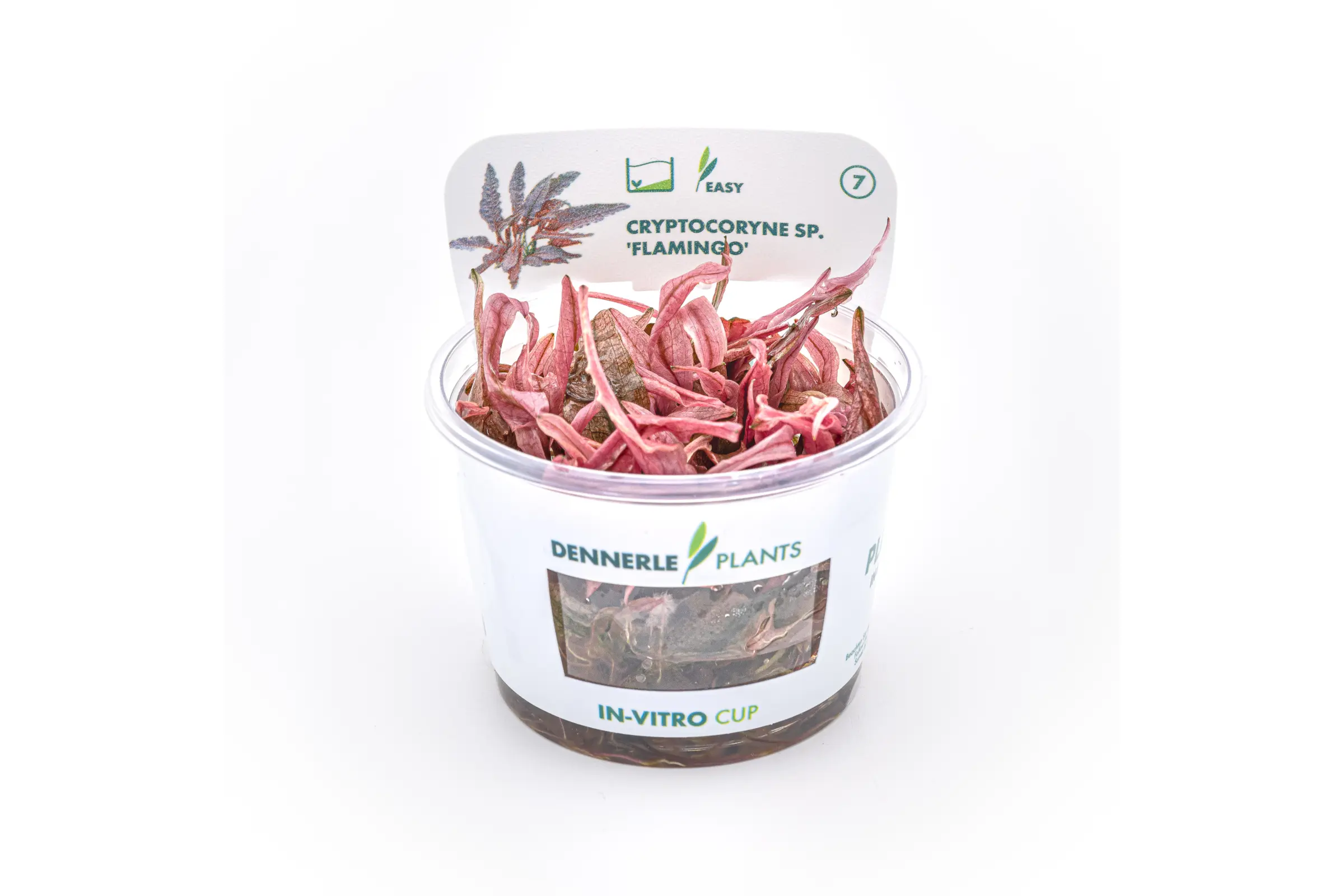 Rosa Wasserkelch, Cryptocoryne wendtii "Flamingo", In Vitro