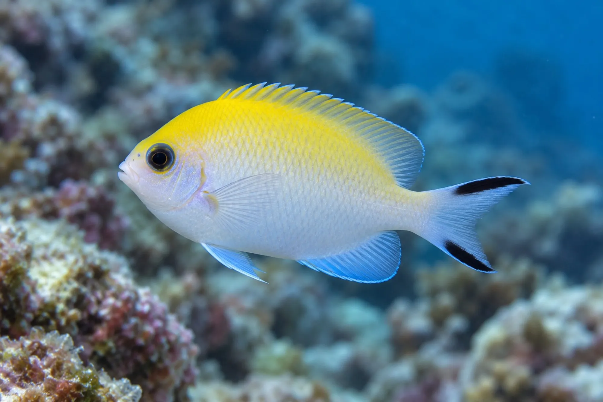 Pazifischer Zebrakaiserfisch NZ, Genicanthus melanospilos