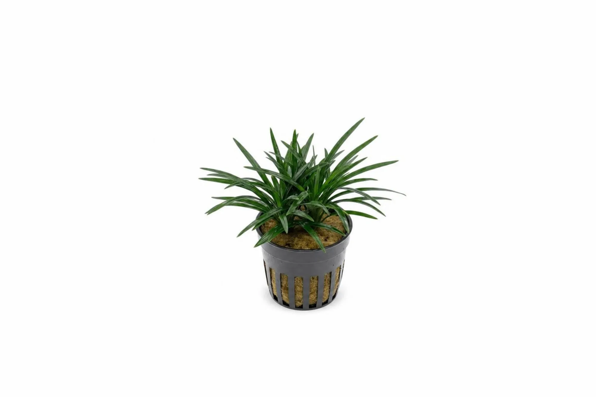 Japanischer Zwergschlangenbart „Pusillus“, Ophiopogon japonicus ‘Pusillus’, Topfpflanze