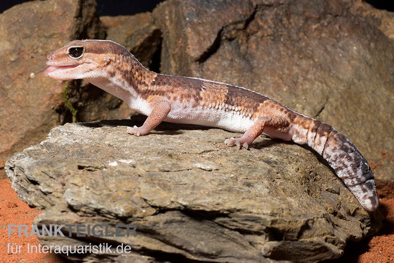 Afrikanischer Fettschwanzgecko, Hemitheconyx caudicinctus, gemischt