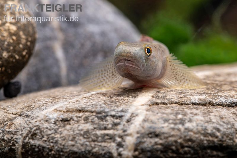 Orangeflossen-Grundel, Stiphodon maculidorsalis, 1 Paar