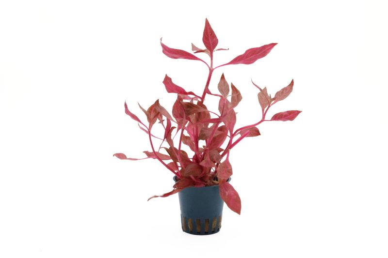 Rosanerviges Papageienblatt, Alternanthera reineckii "Red Ruby", XXL-Topf, Mutterpflanze