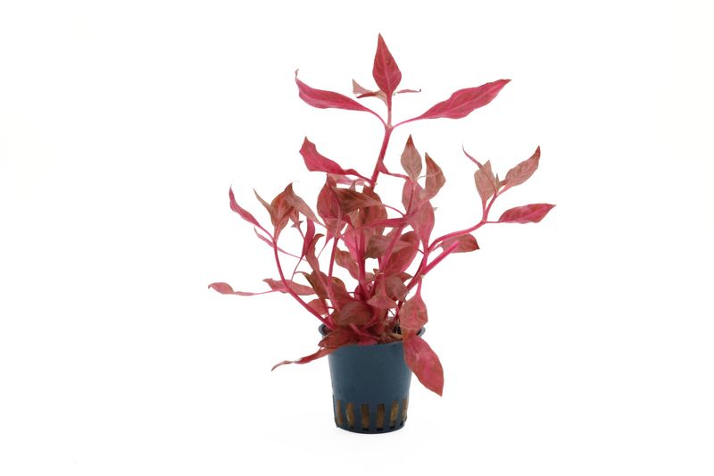 Rosanerviges Papageienblatt, Alternanthera reineckii "Red Ruby", im Topf