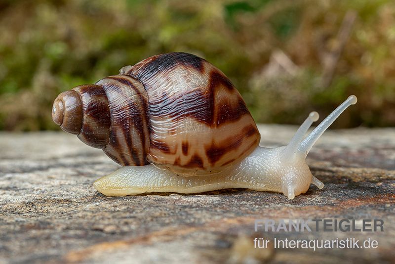 Afrikanische Albino-Riesenschnecke, Achatina reticulata "albino", DNZ