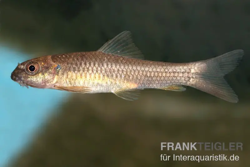 Hughs Saugbarbe, Garra hughi, (Super Algenfresser)