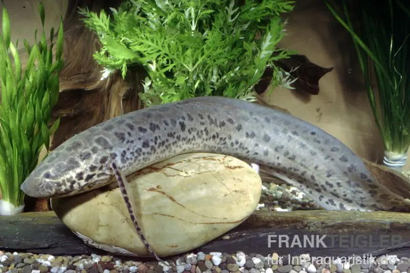 Westafrikanischer Lungenfisch, Protopterus annectens Nigeria, 15-20 cm