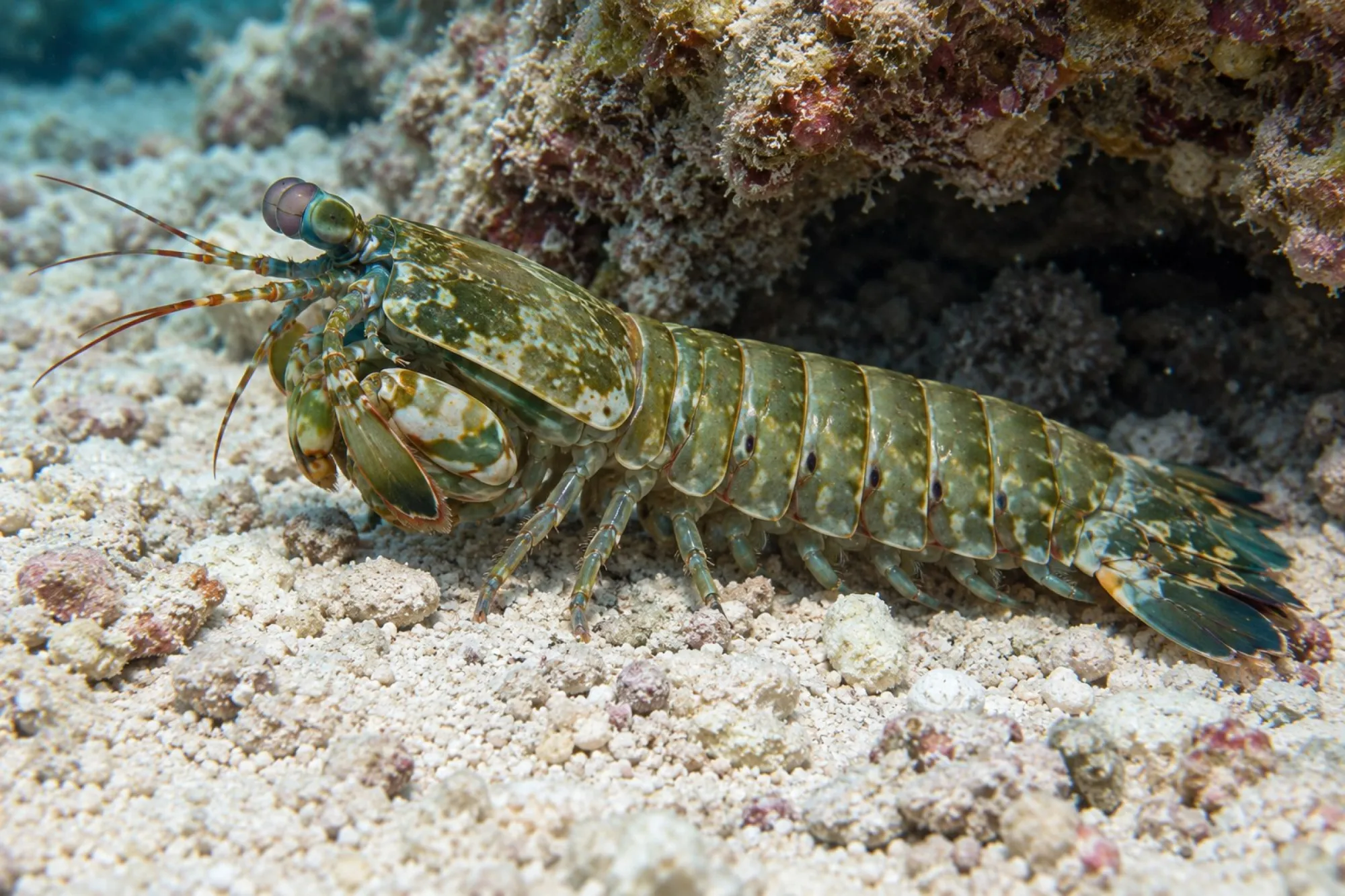 Grüner Fangschreckenkrebs, Gonodactylus chiragra