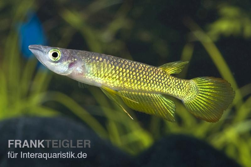 Goldener Streifenhechtling, Aplocheilus lineatus gold