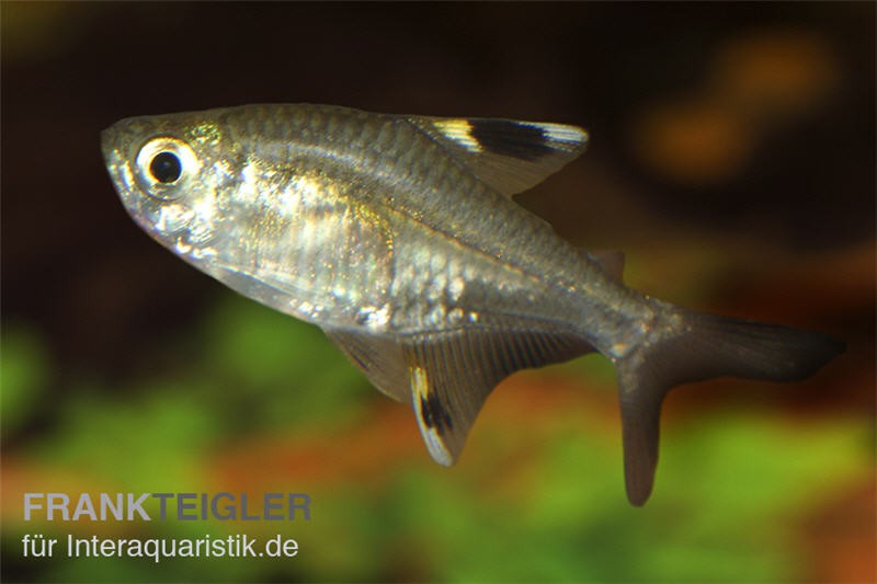 Sternflecksalmler, Pristella maxillaris (Minifisch)